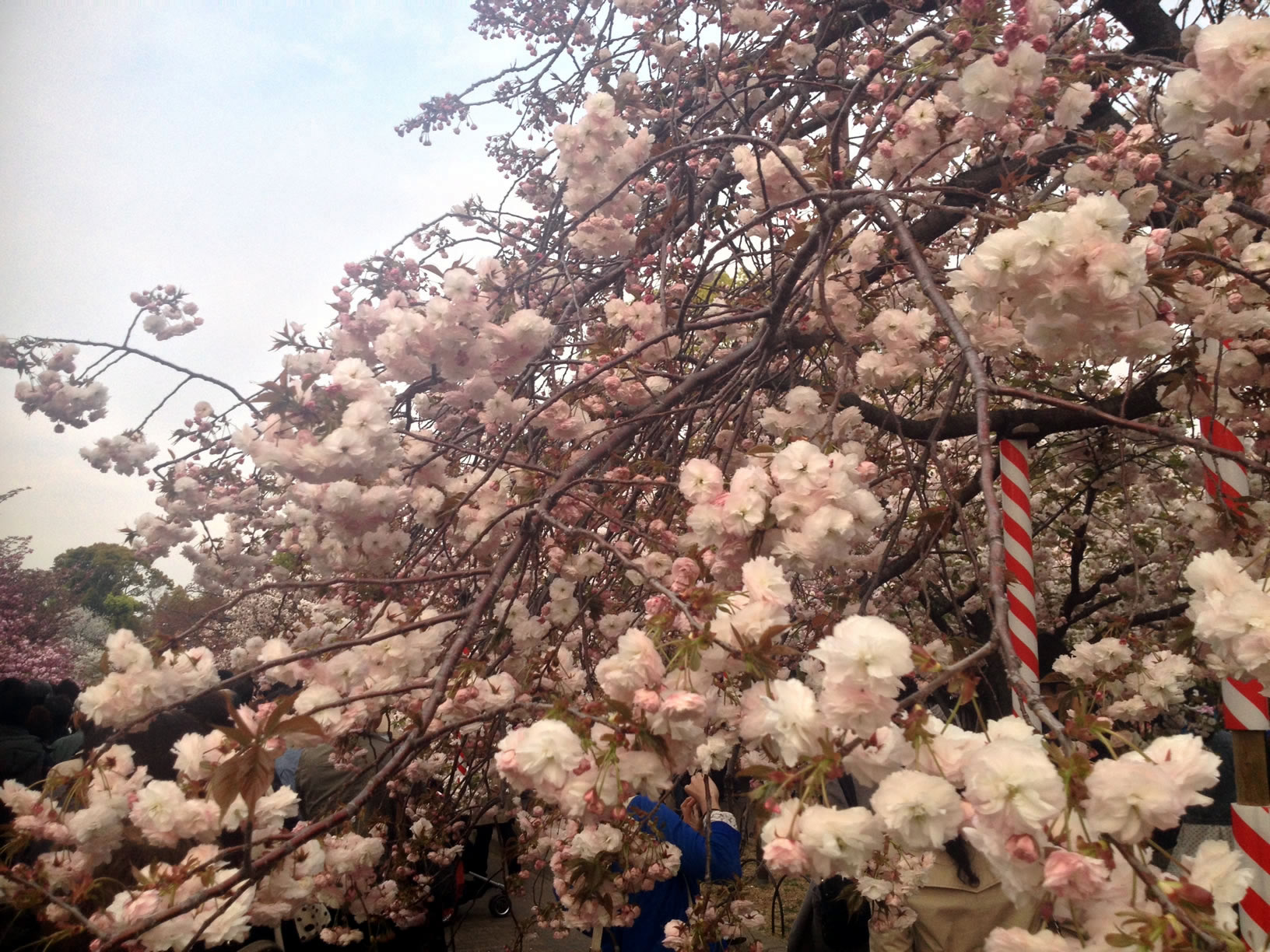 2014年の造幣局桜の通り抜け12 2014年の造幣局桜の通り抜け12